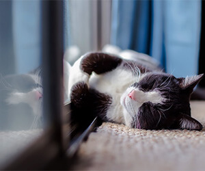 Cat sunning inside a Pet-friendly Apartment