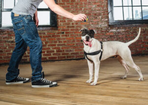 Apartment obedience training for dogs