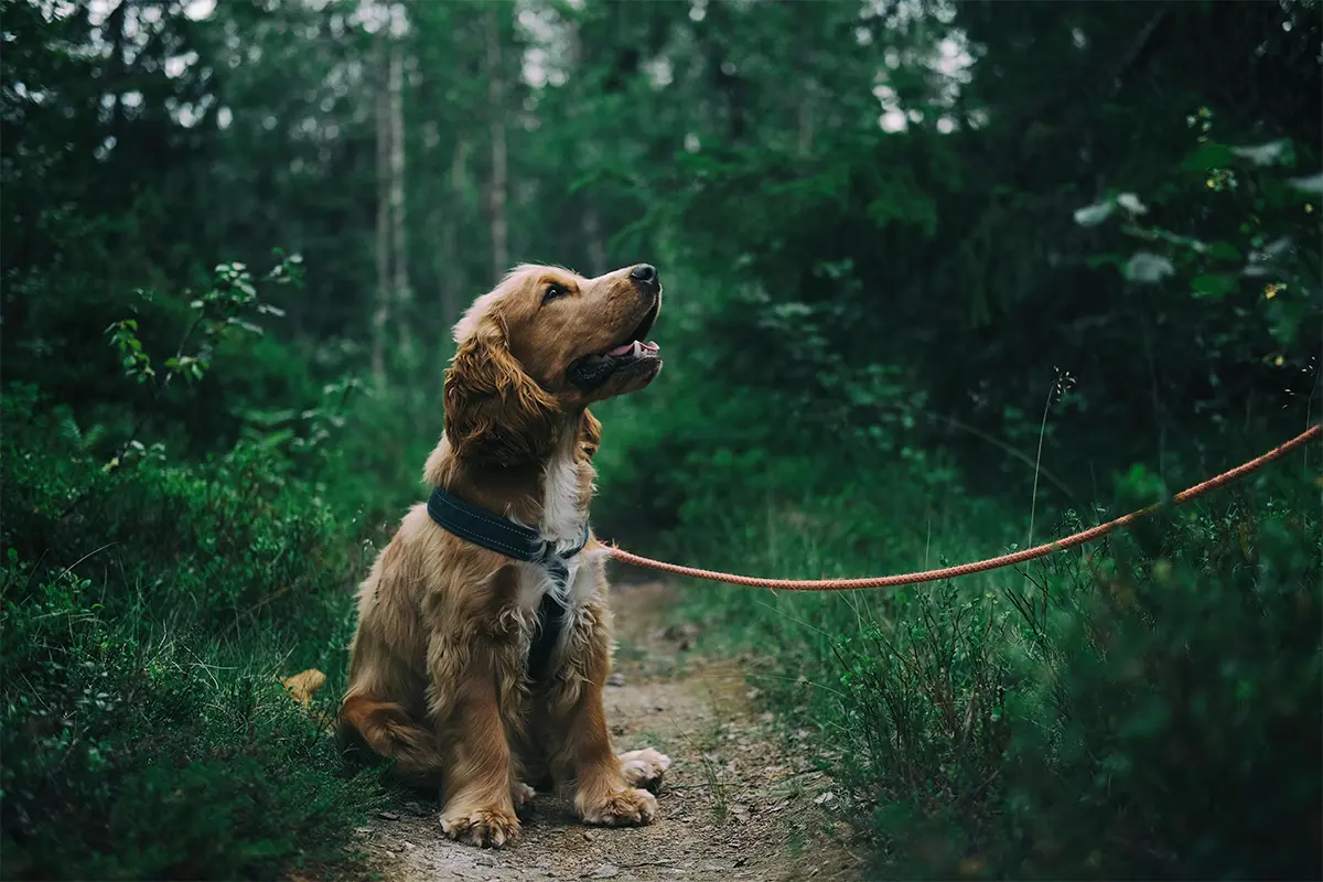 Dog walking trails near your Charlottesville Apartment