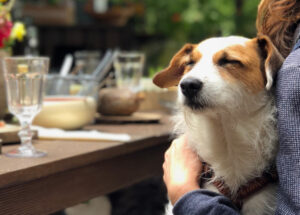 Pet-friendly Dining in Charlottesville