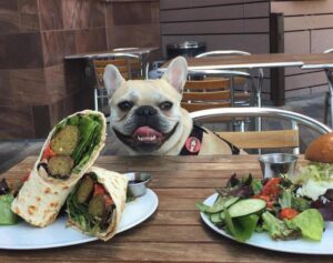Pet-friendly Dining in Charlottesville