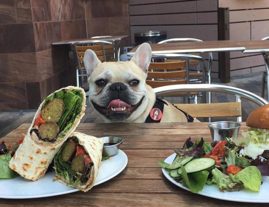 Dog-Friendly Restaurants in Charlottesville, VA: Dining with Fido