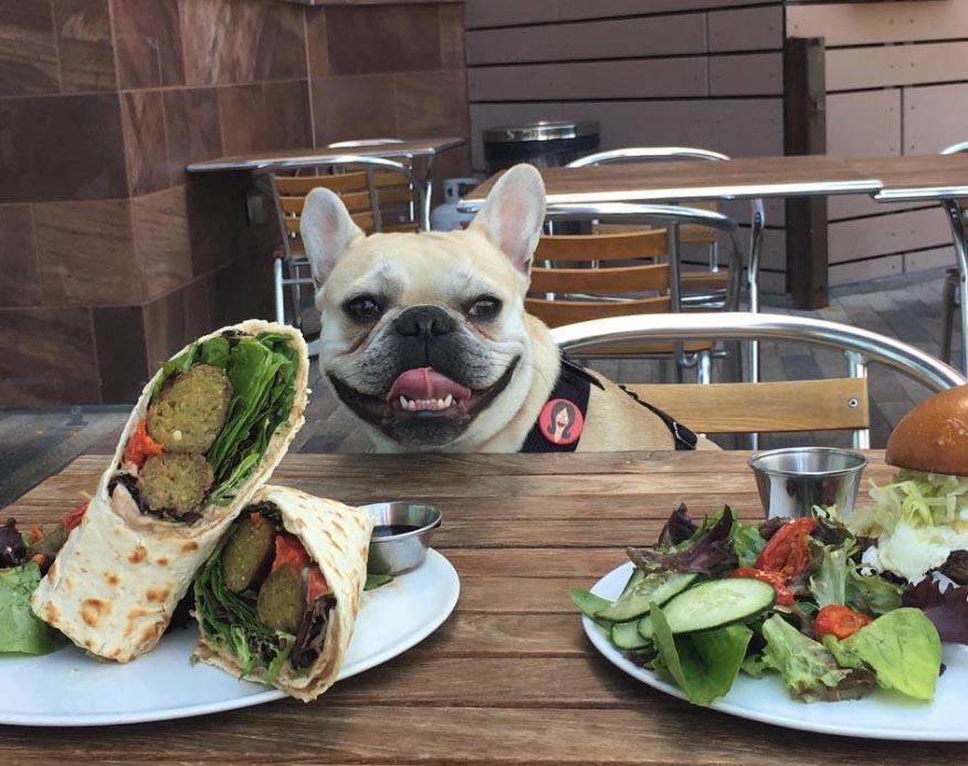 Dining with Fido: Dog-Friendly Restaurants in Charlottesville