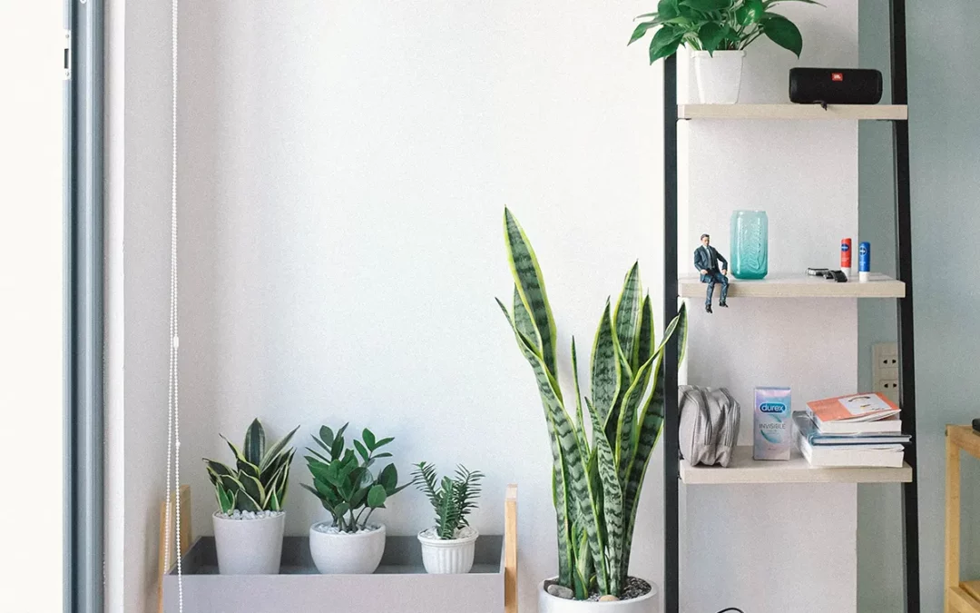 Sustainable Apartment Living: Tips for a Greener Lifestyle
