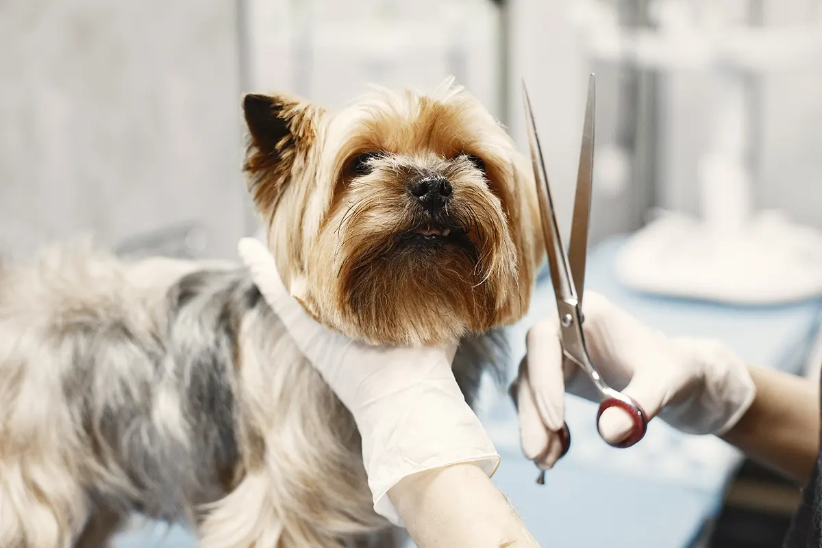Grooming can be an important part of keeping your dog healthy. Find the best dog groomer in Charlottesville for your pet.