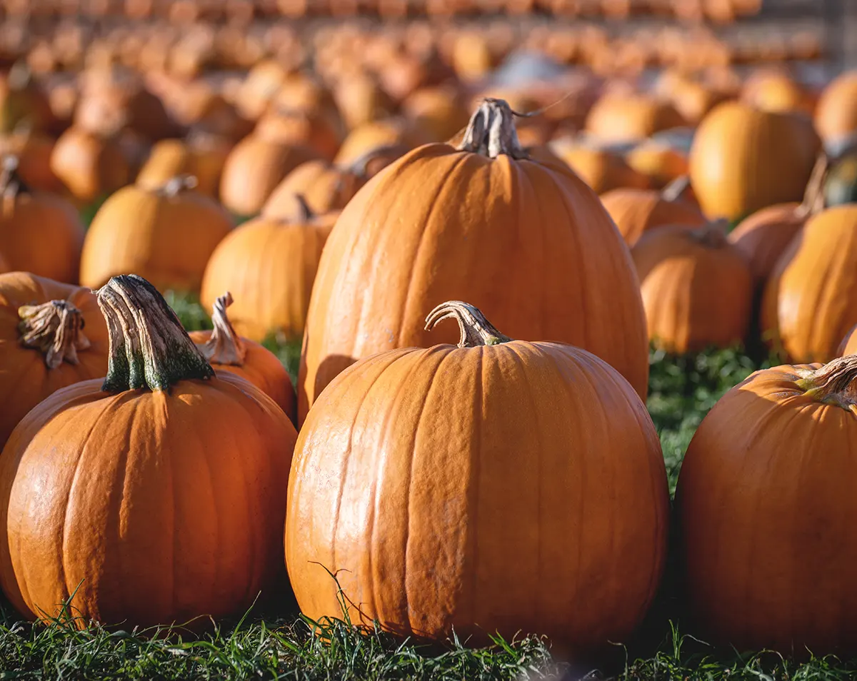 The Best Pumpkin Patches in Charlottesville, Virginia