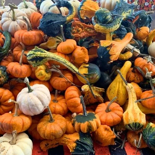 Carter Mountain Orchard Pumpkins near Charlottesville VA