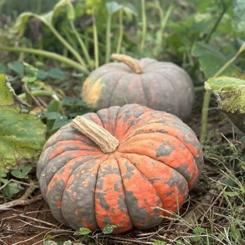 Liberty Mills Farm Pumpkin Patch near Charlottesville VA
