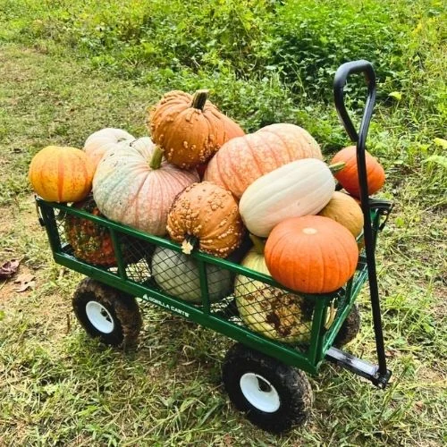 Sarah’s Pumpkin Patch near Charlottesville VA