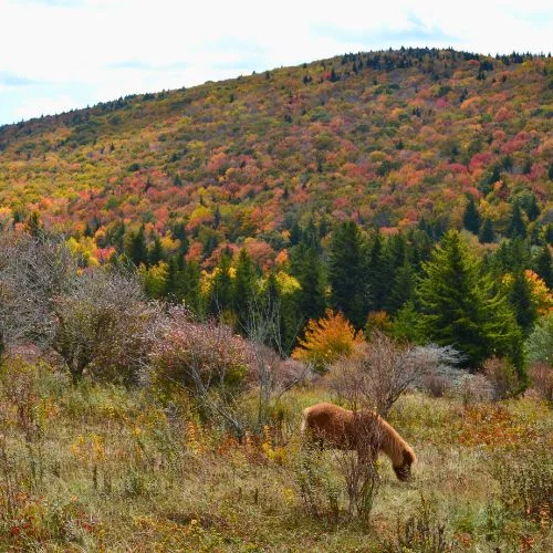 Grayson Highlands State Park Virginia